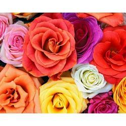 Manufacturers Exporters and Wholesale Suppliers of Dutch Rose Pune Maharashtra